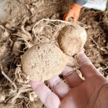 大丽花种球地瓜花种子球根花卉庭院种植大丽花苗带花重瓣盆栽