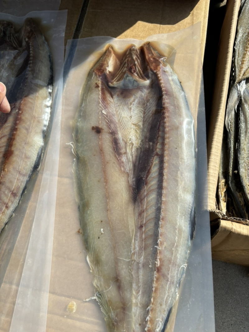 真空包装大个鲅鱼燕尾鲅,去内脏特别干净,常年有货