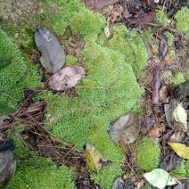 苔藓白发苔藓，重庆现货，常年发货。