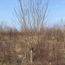 碧桃-红叶精品碧桃大量现货低价出售，苗圃看树挖树直发