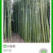 刚竹
