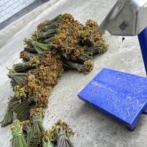 新鲜德州蕨菜，野生原产，美味可口