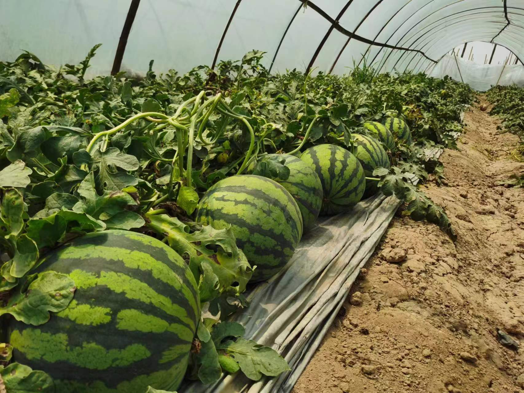 市场选购对比场景图