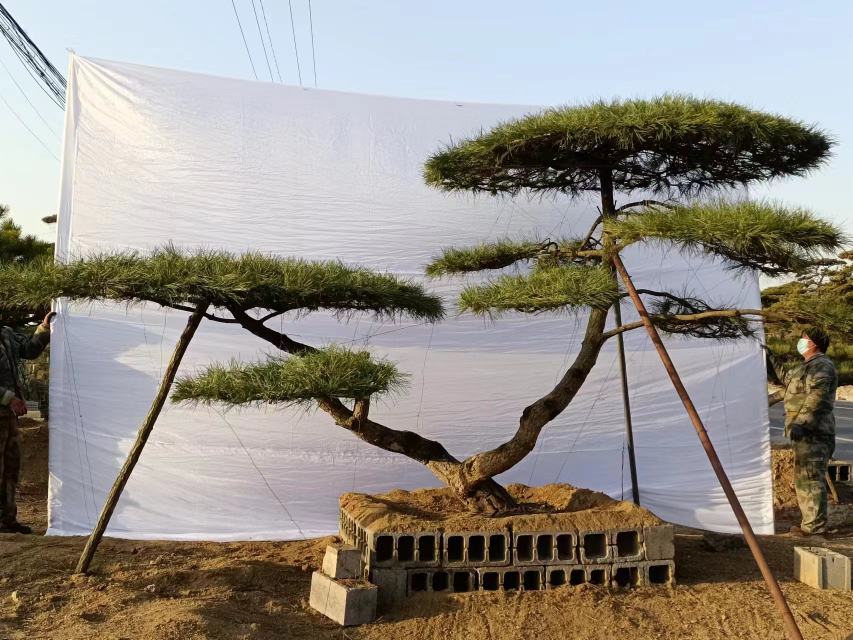 松茸林下接种示意图