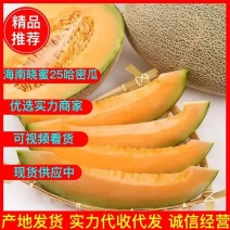 海南哈密瓜沙地晓蜜25哈密瓜基地直供货源充足电商团购