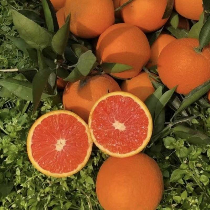 中华红血橙秭归红肉脐橙纯甜细腻化渣汁水充盈
