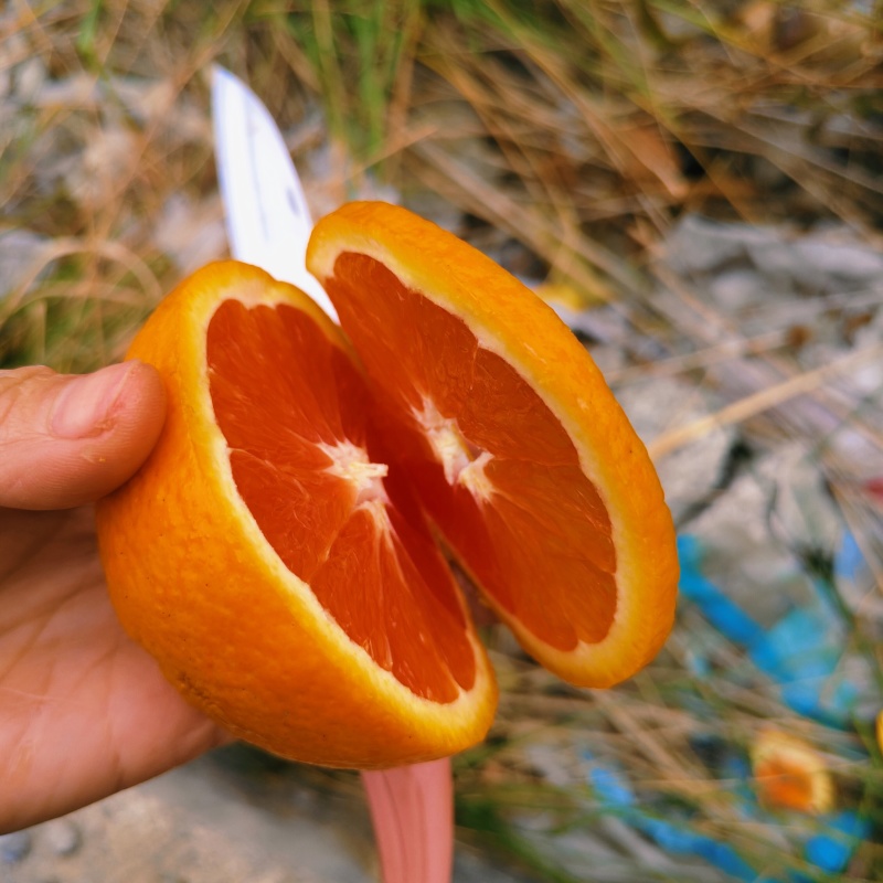 中华红血橙秭归红肉脐橙纯甜细腻化渣汁水充盈