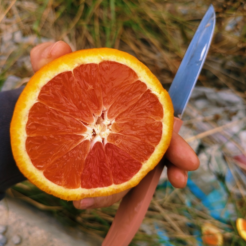 中华红血橙秭归红肉脐橙纯甜细腻化渣汁水充盈