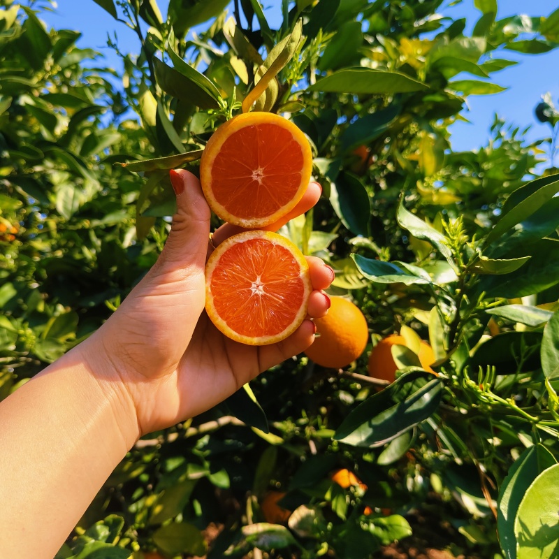 中华红血橙秭归红肉脐橙纯甜细腻化渣汁水充盈
