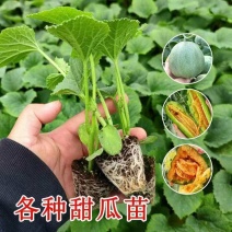 脆甜羊角蜜苗子种苗春天种植苗羊角蜜甜瓜甜新鲜