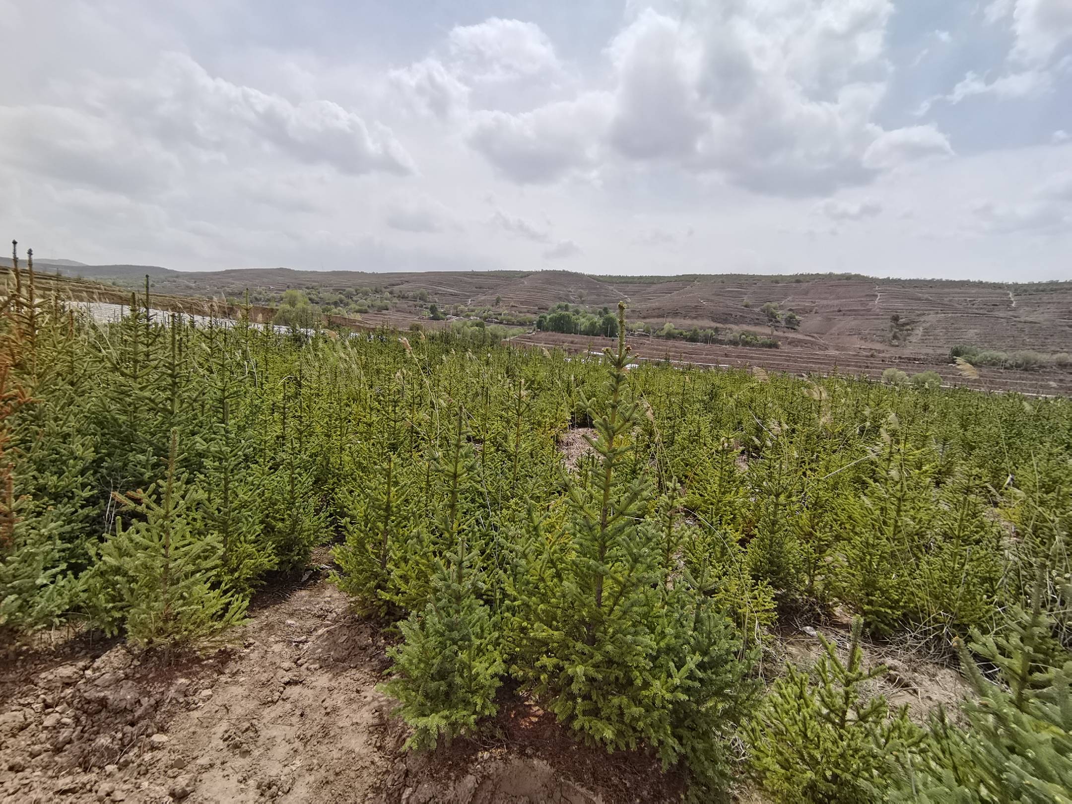 造型景观油松的种植基地