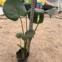 龟背竹，蓬莱蕉，铁丝兰，穿孔喜林宇欢迎私聊库存大量