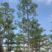 本地木棉18～28公分基地直销质量优欢迎老板来电咨询
