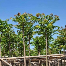 麻楝3～15公分基地直销规格齐全质量优欢迎老板来电