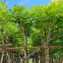 四季常绿桃花心木5～15公分基地直销质量优欢迎来电