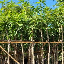 芒果树4～8基地直销规格齐全质量优欢迎来电咨询合作