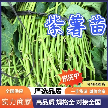 红薯苗价格行情