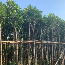 菠萝蜜树3～5公分基地直销规格齐全欢迎来电咨询合作