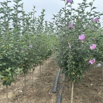 木槿树苗木槿花重瓣木槿单瓣木槿庭院绿化工程篱笆围墙花