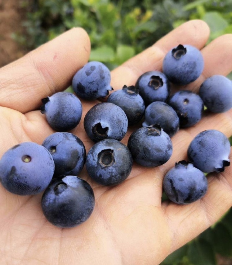 山东蓝莓暖棚蓝莓瑞卡l25薄雾蓝莓产地一手货