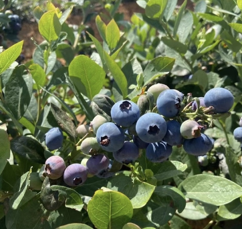 山东蓝莓暖棚蓝莓瑞卡l25薄雾蓝莓产地一手货