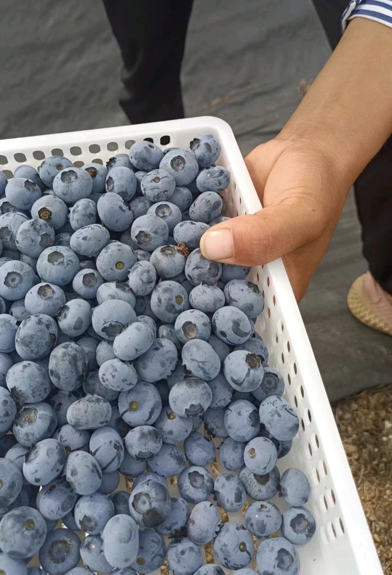 山东蓝莓暖棚蓝莓瑞卡l25薄雾蓝莓产地一手货