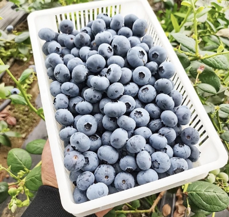 山东蓝莓暖棚蓝莓瑞卡l25薄雾蓝莓产地一手货