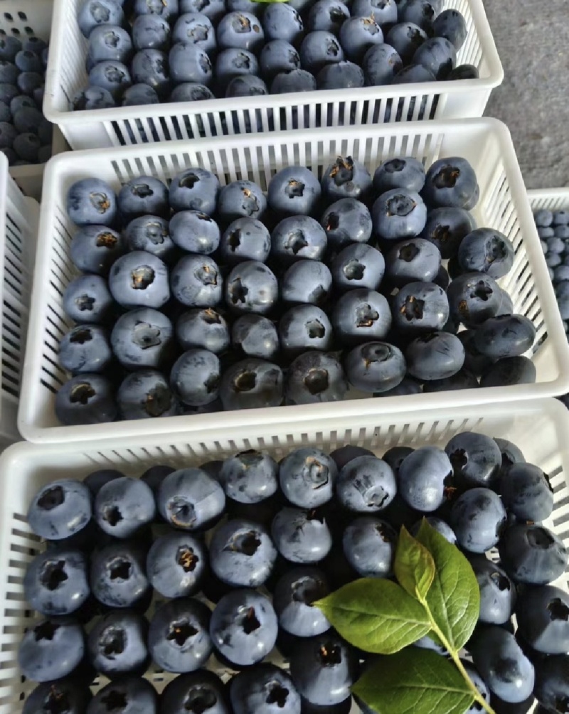 山东蓝莓暖棚蓝莓瑞卡l25薄雾蓝莓产地一手货