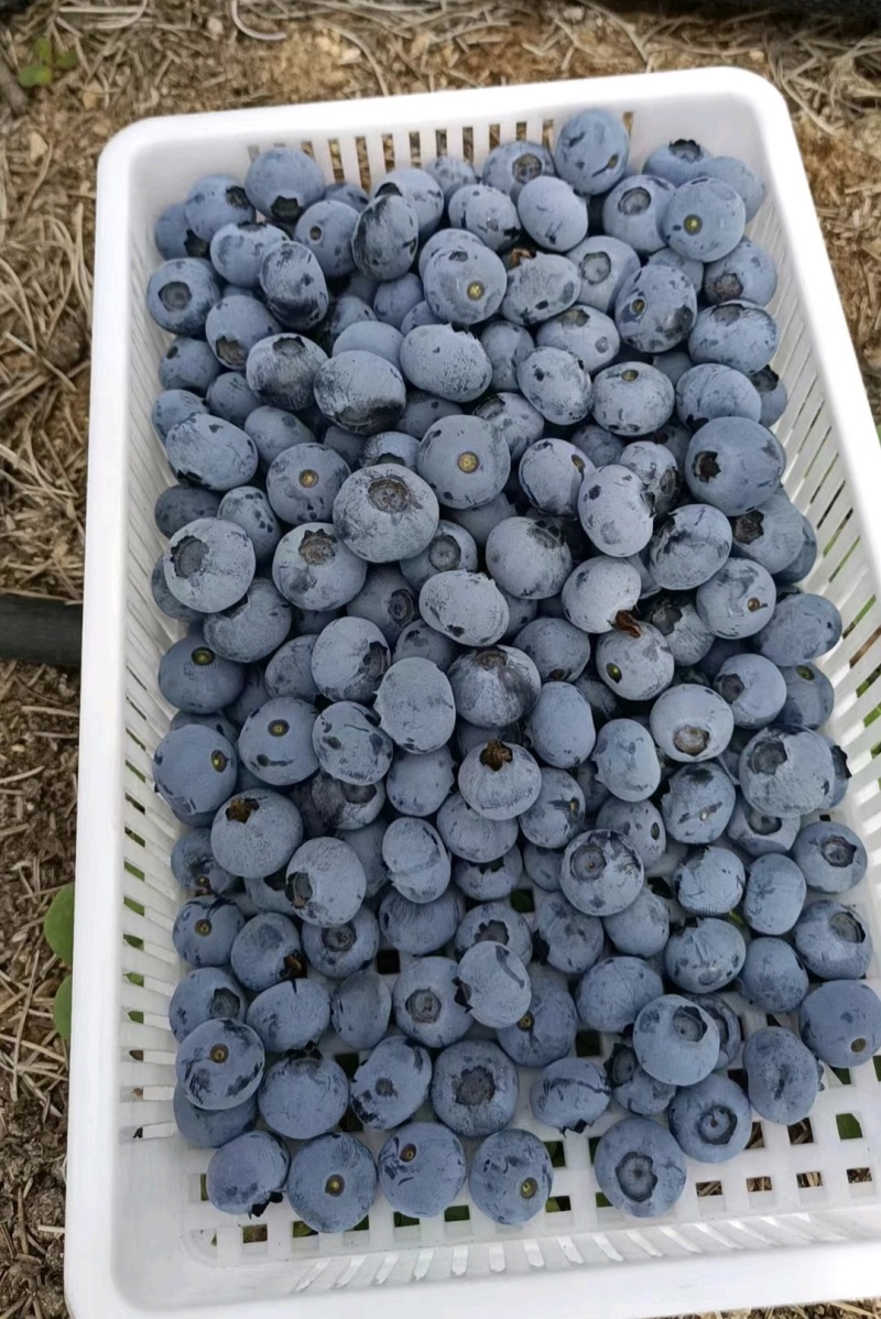 山东蓝莓暖棚蓝莓瑞卡l25薄雾蓝莓产地一手货