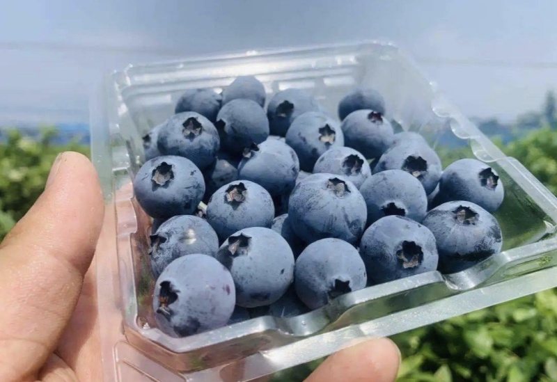 山东莒县蓝莓莱克西蓝莓甜美多汁欢迎新老客联系