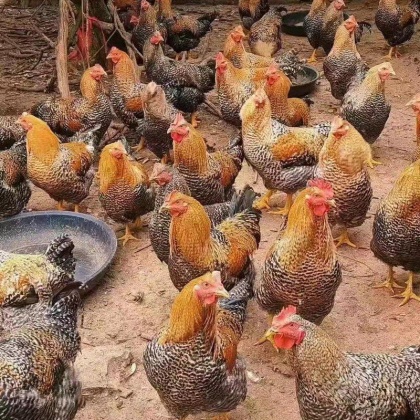 云南芦花鸡苗价格行情走势 - 一亩田