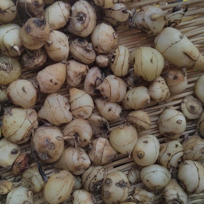 湖北毛慈菇价格行情走势 - 一亩田