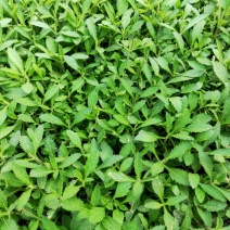 金娃娃萱草马鞭草，基地种植，大量有货，量大质优，欢迎采购！