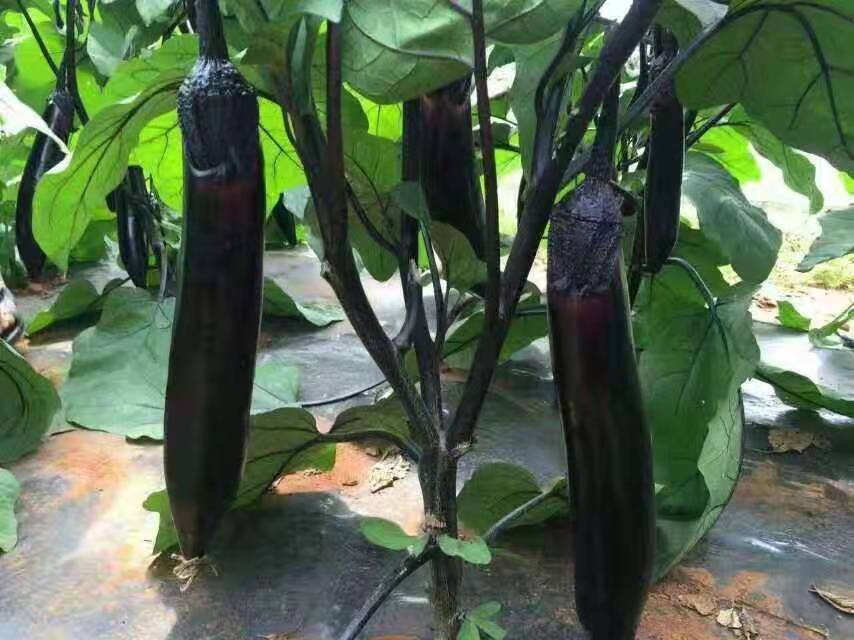 一株生长中的南非醉茄,展示其整体形态:矮小灌木状结构,分枝较多,叶片呈卵形或椭圆形,表面有细绒毛,植株底部木质化明显,顶部可见淡绿色小花簇生 南非醉茄植株全景