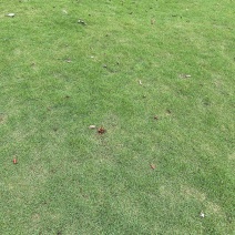 台湾草、草皮、草卷
