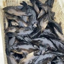 精品新品种乌鲫鱼