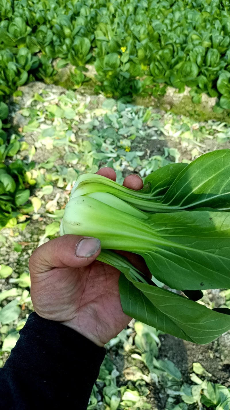 大颗上海青精品大青菜颗型均匀,叶片干净