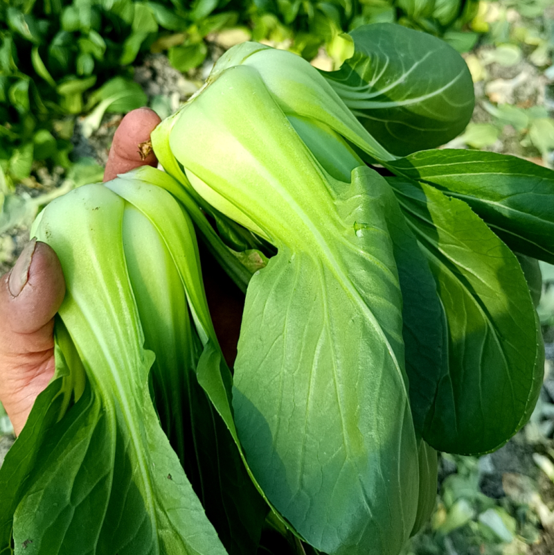 大颗上海青精品大青菜颗型均匀