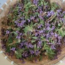 野生紫花地丁