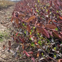 大量小叶扶芳藤质优价廉沭阳小叶扶芳藤