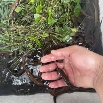 成活率高黄鳝苗货源充足可签合同