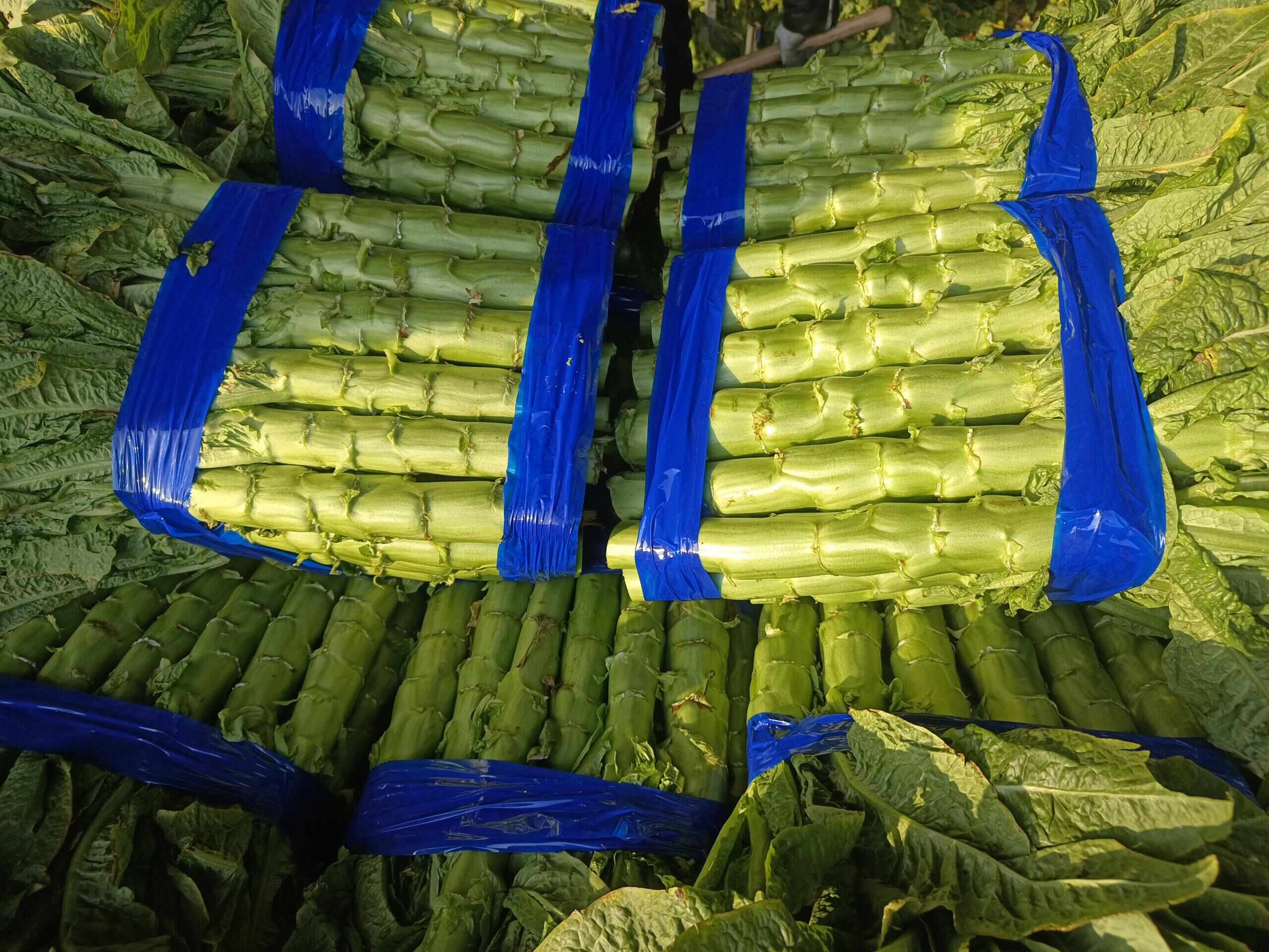 夏季莴苣遮阳网覆盖现场