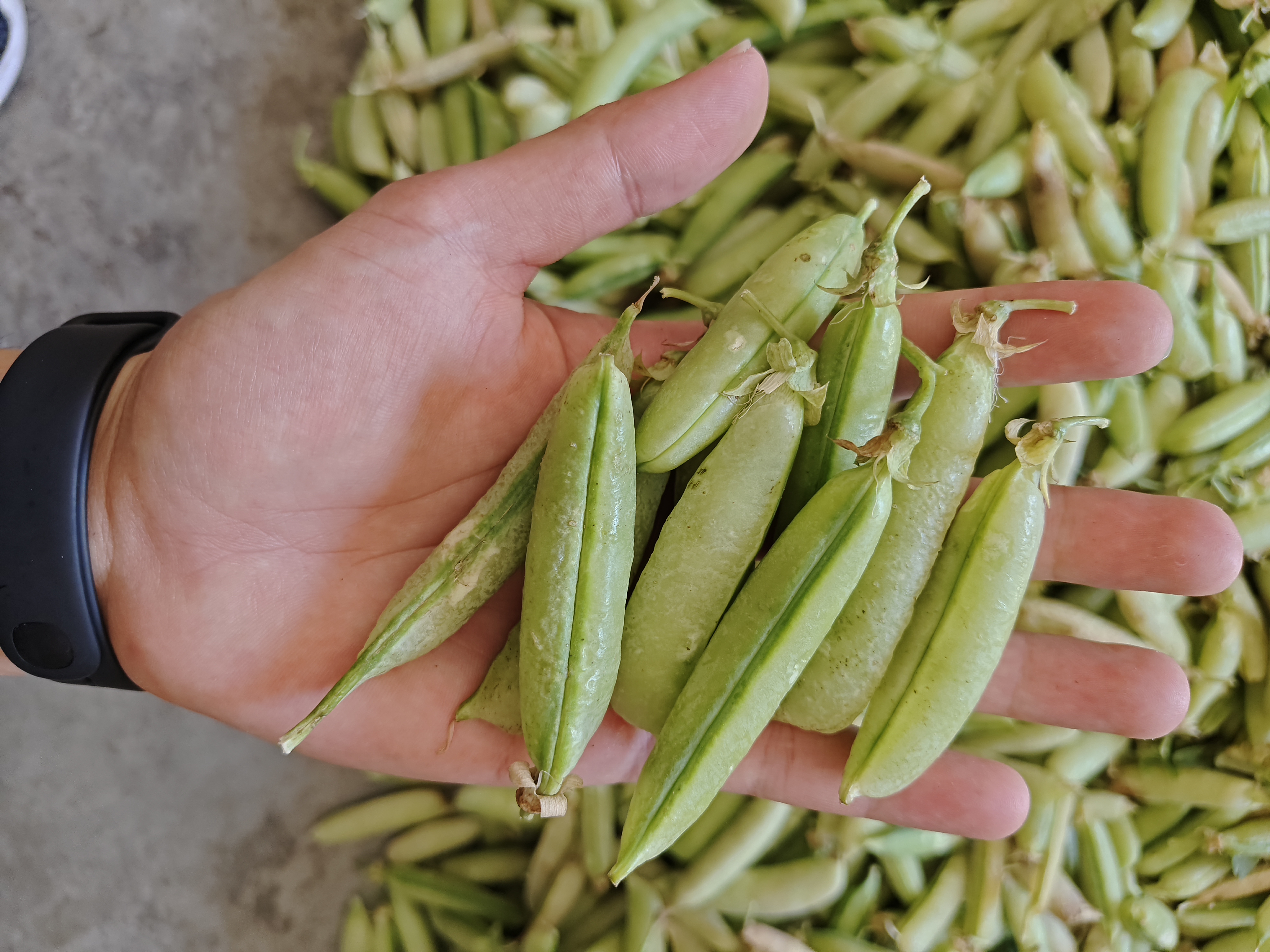 一杯冲泡好的青汁饮品,旁边放置搅拌勺,背景为厨房环境 青汁冲泡饮品图