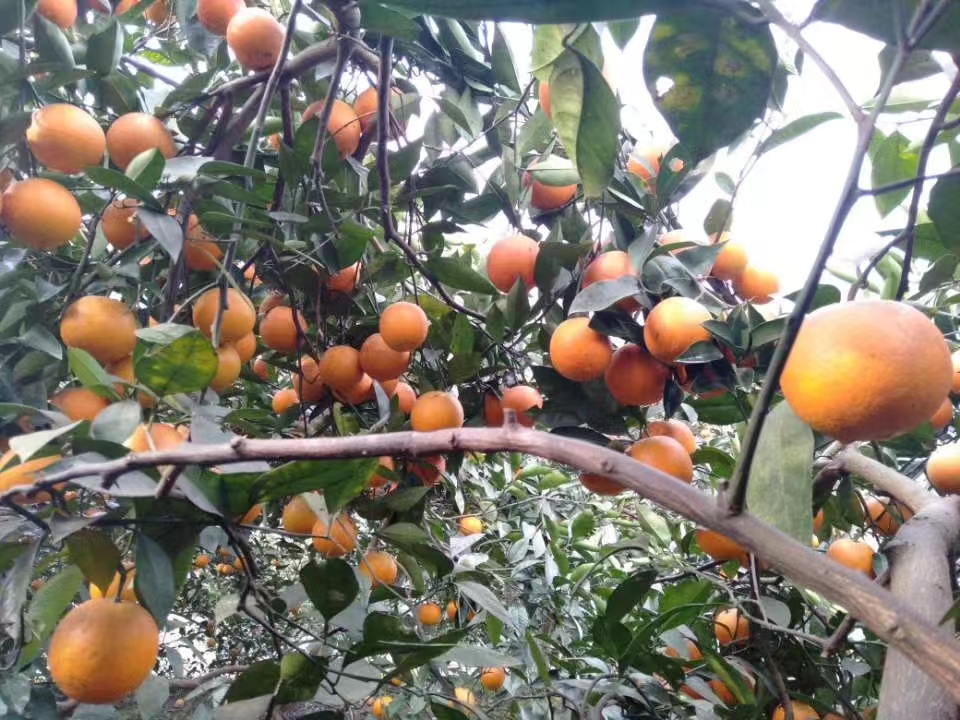 蓬安血橙采摘节活动现场场景