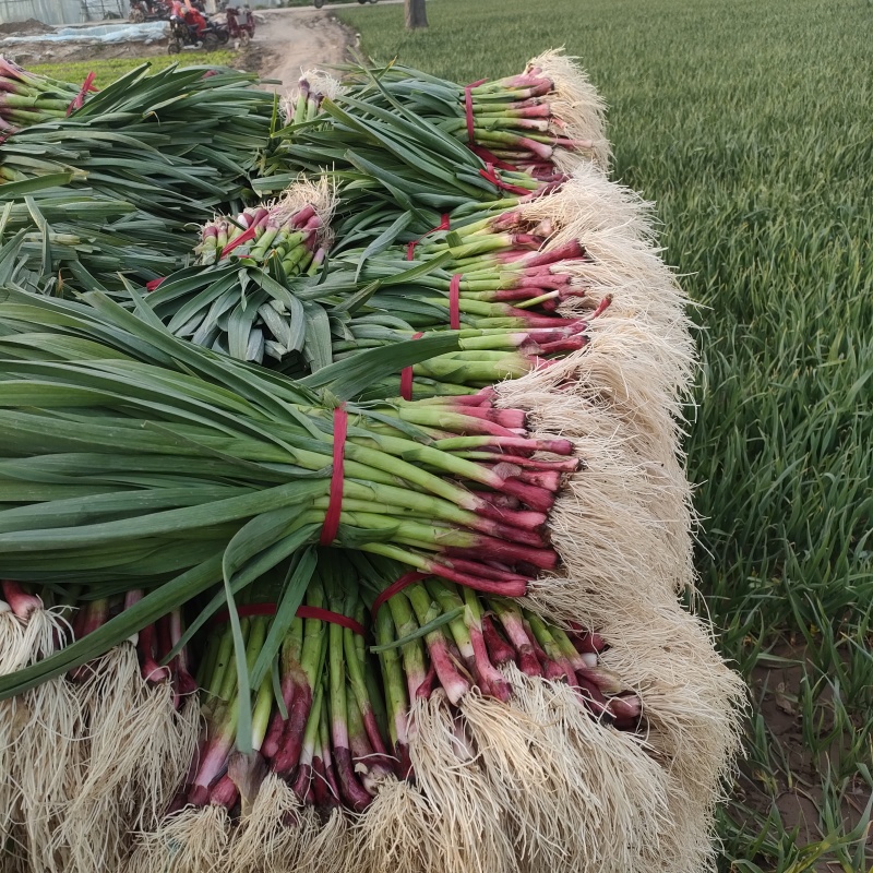 蒜苗红根蒜苗水洗蒜苗红皮蒜苗现挖现发全国可发