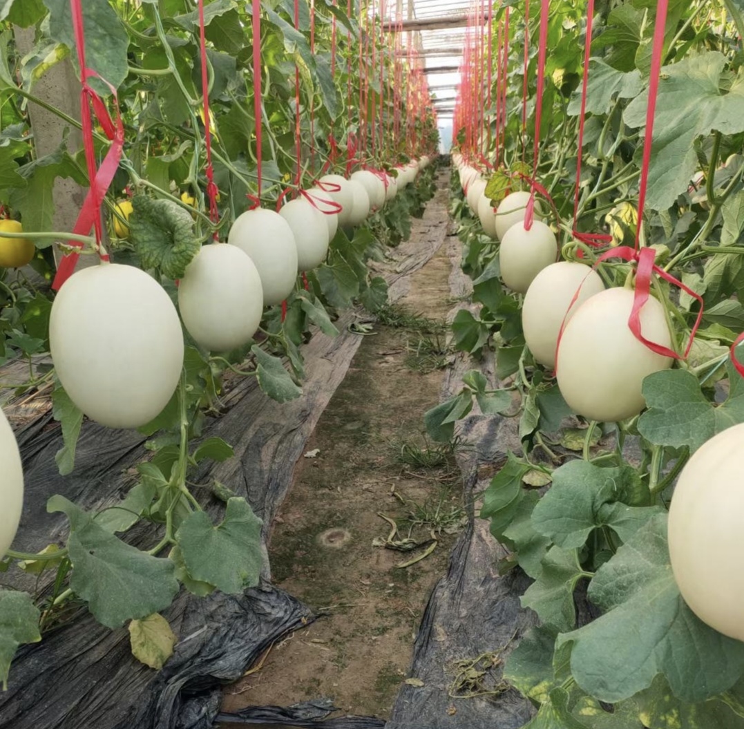 玉菇甜瓜包装与冷链运输场景