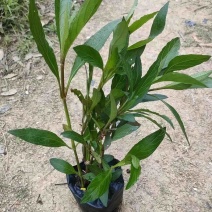 翠芦莉三斤袋～七斤袋基地直销质量优质欢迎来电咨询合作