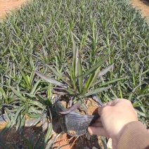 矮生翠芦莉小袋中袋基地直销质量优质欢迎来电咨询合作