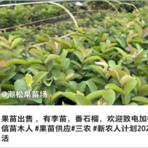 出售番石榴果苗，白珍珠品种，四五千袋，期待与您合作