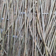 金蝉白蜡卵枝杨树卵枝